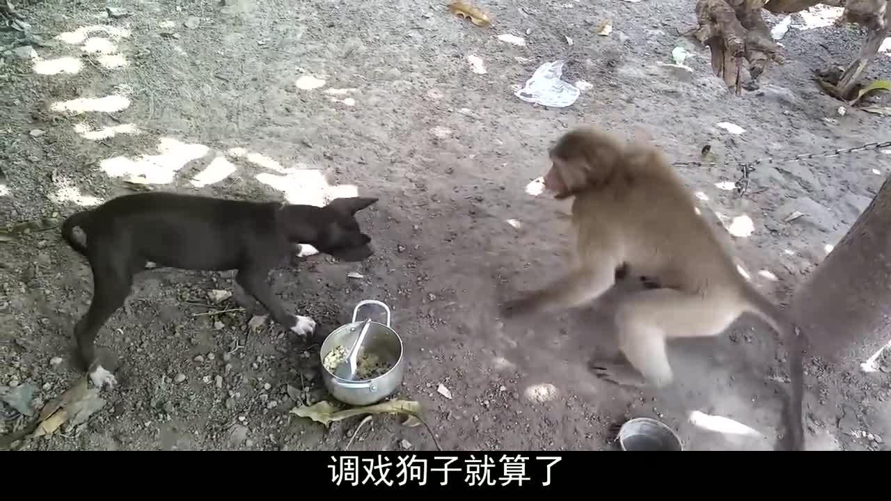 狗和猴打架图片