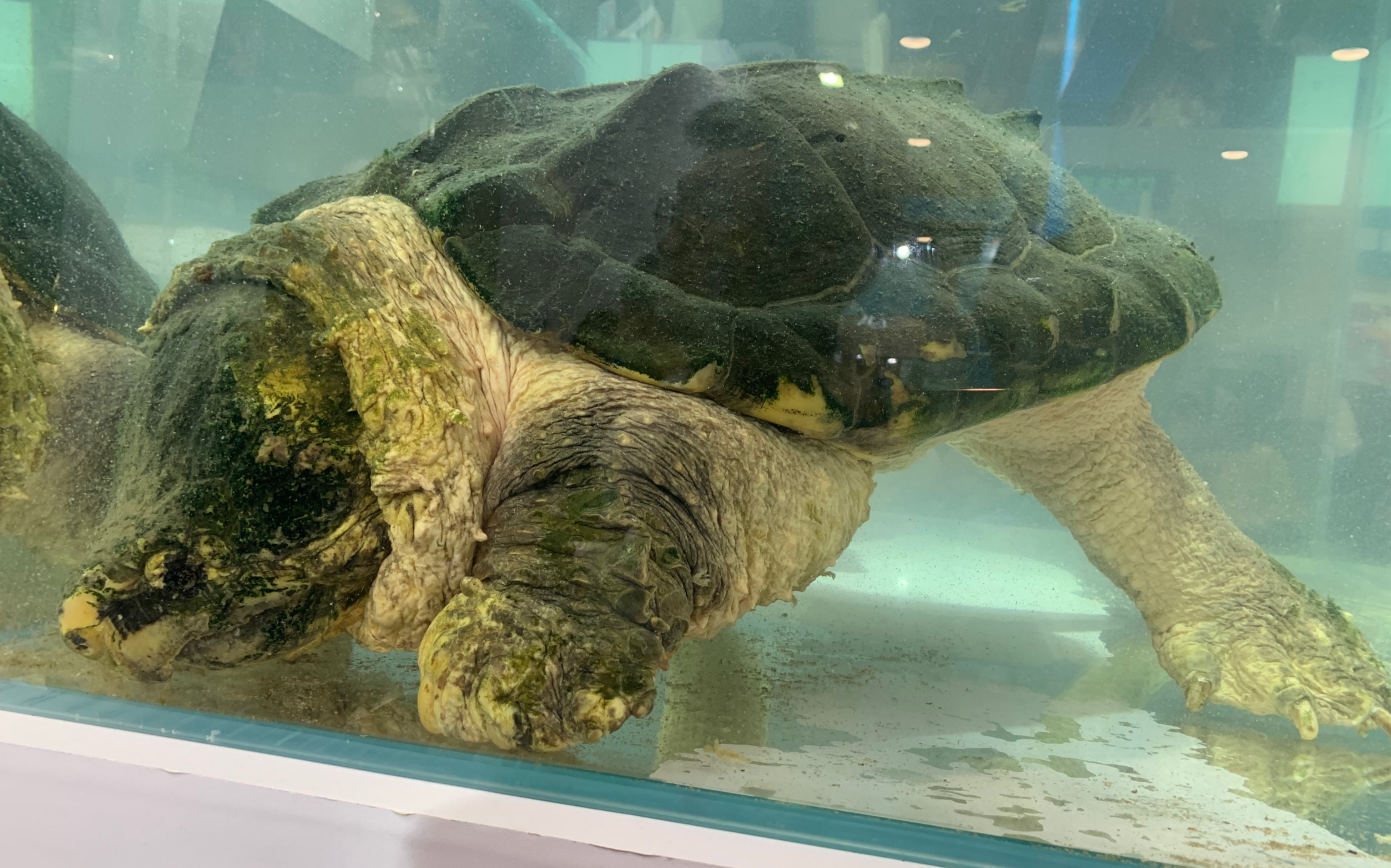 2020年爬宠文化巡展——上海站——原种成体大鳄龟
