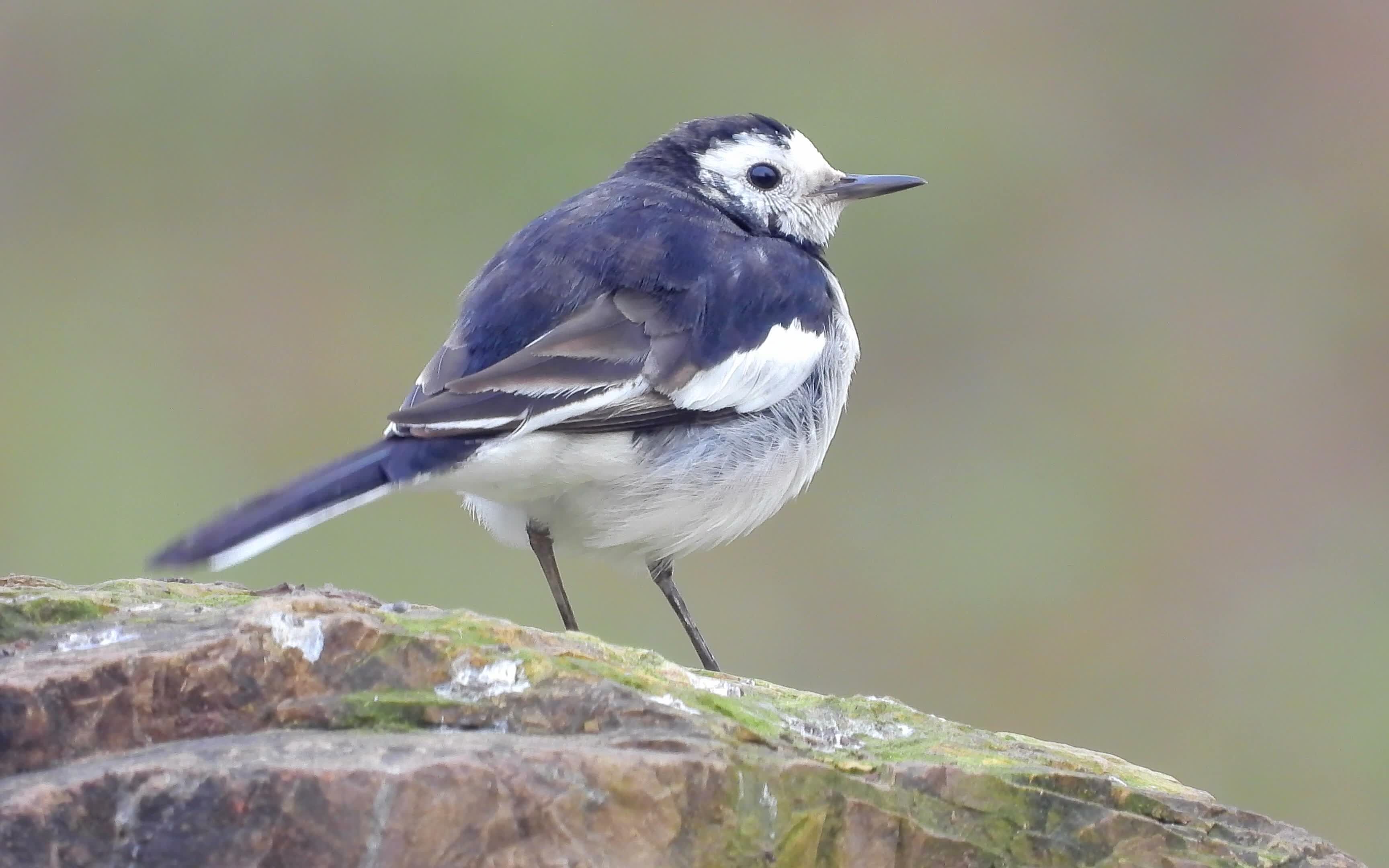 野外实拍石头上漂亮的白鹡鸰,白鹡鸰叫声