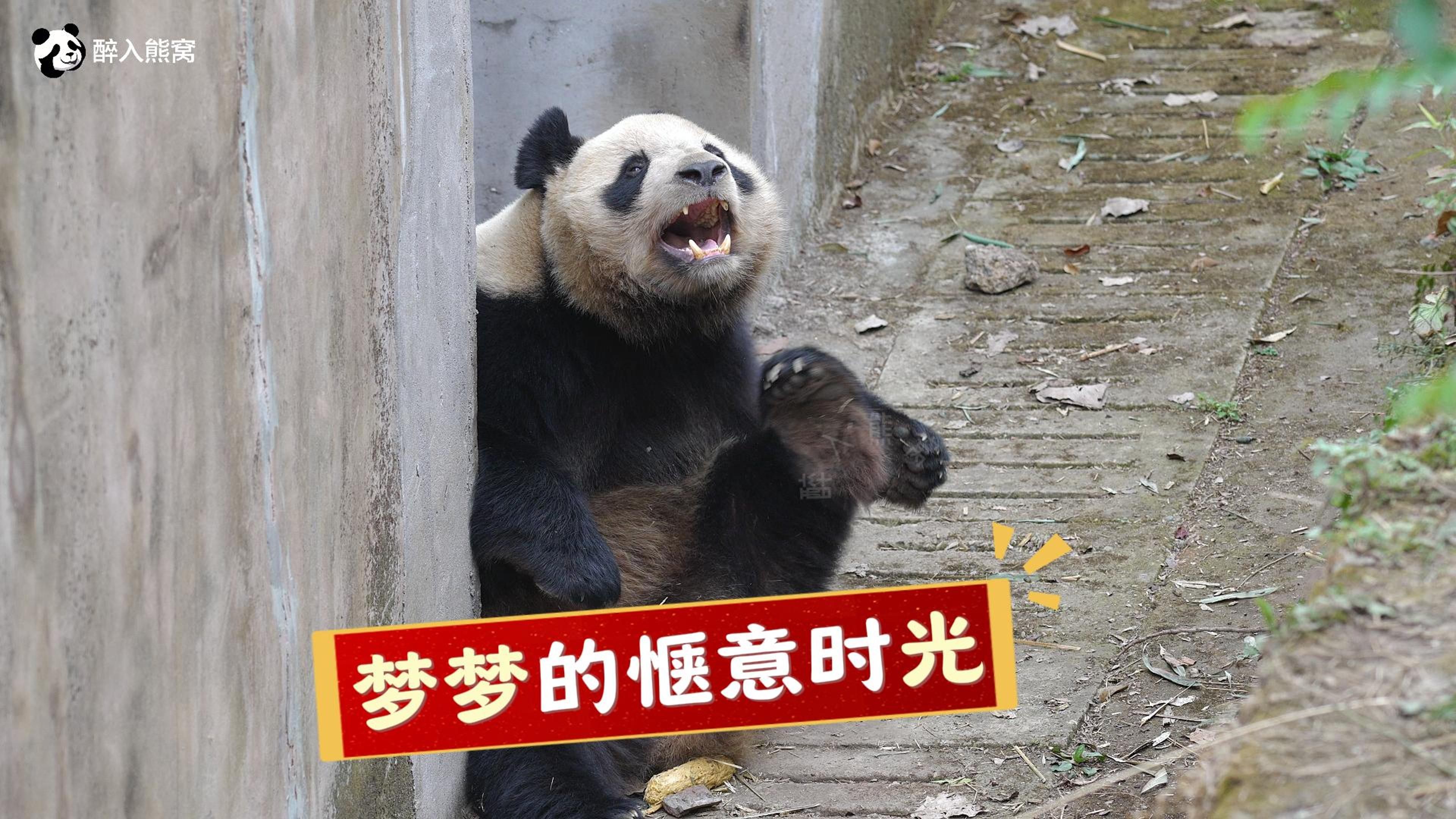 大熊猫圆梦与糕紧密贴贴,安心小憩后竟陷入迷茫!