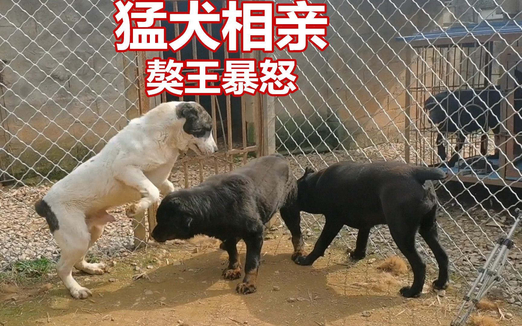 中亚牧羊犬相亲罗威纳犬藏獒暴怒猛犬配对结局喜人