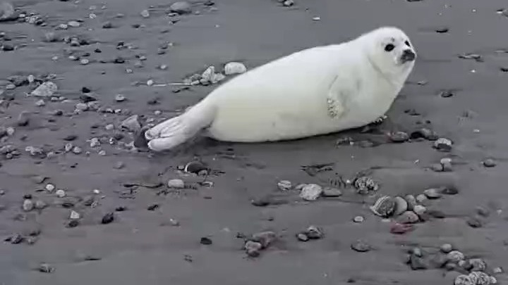 可爱的北冰洋竖琴海豹幼崽