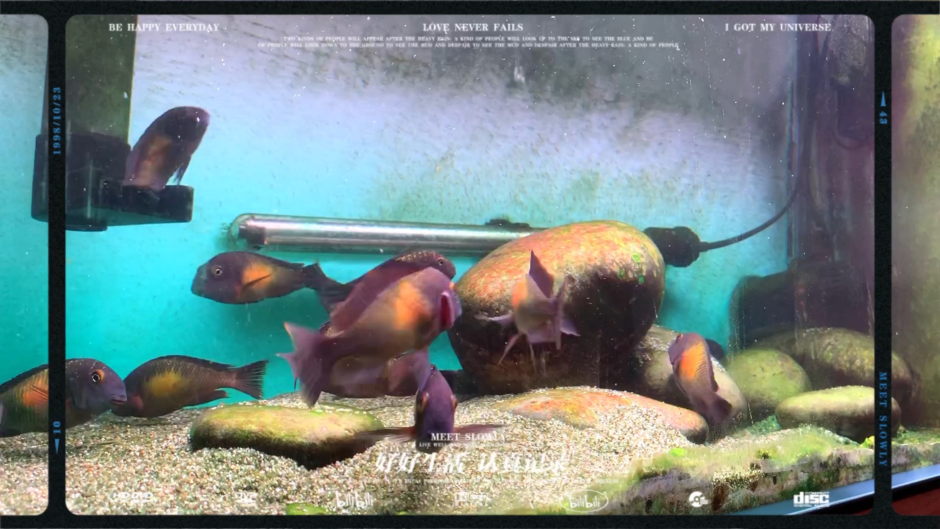 太阳斑蝴蝶打架日常