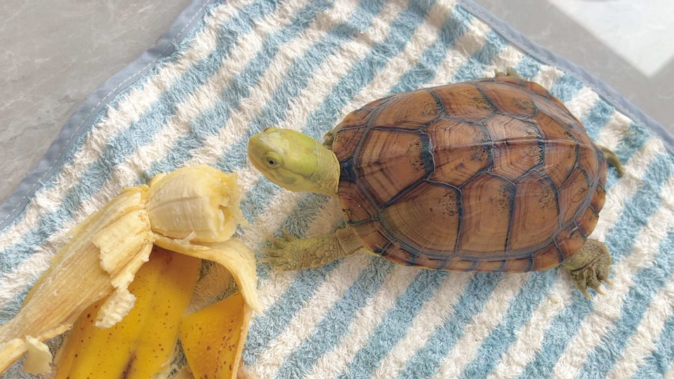 小青龟啃香蕉