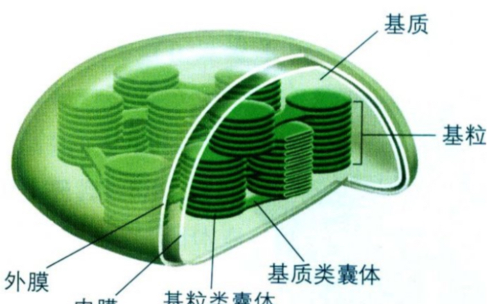 高考生物一轮复习【叶绿体】哔哩哔哩bilibili