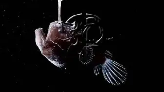 神奇深海鱼 一条发光巨口鱼 哔哩哔哩 Bilibili