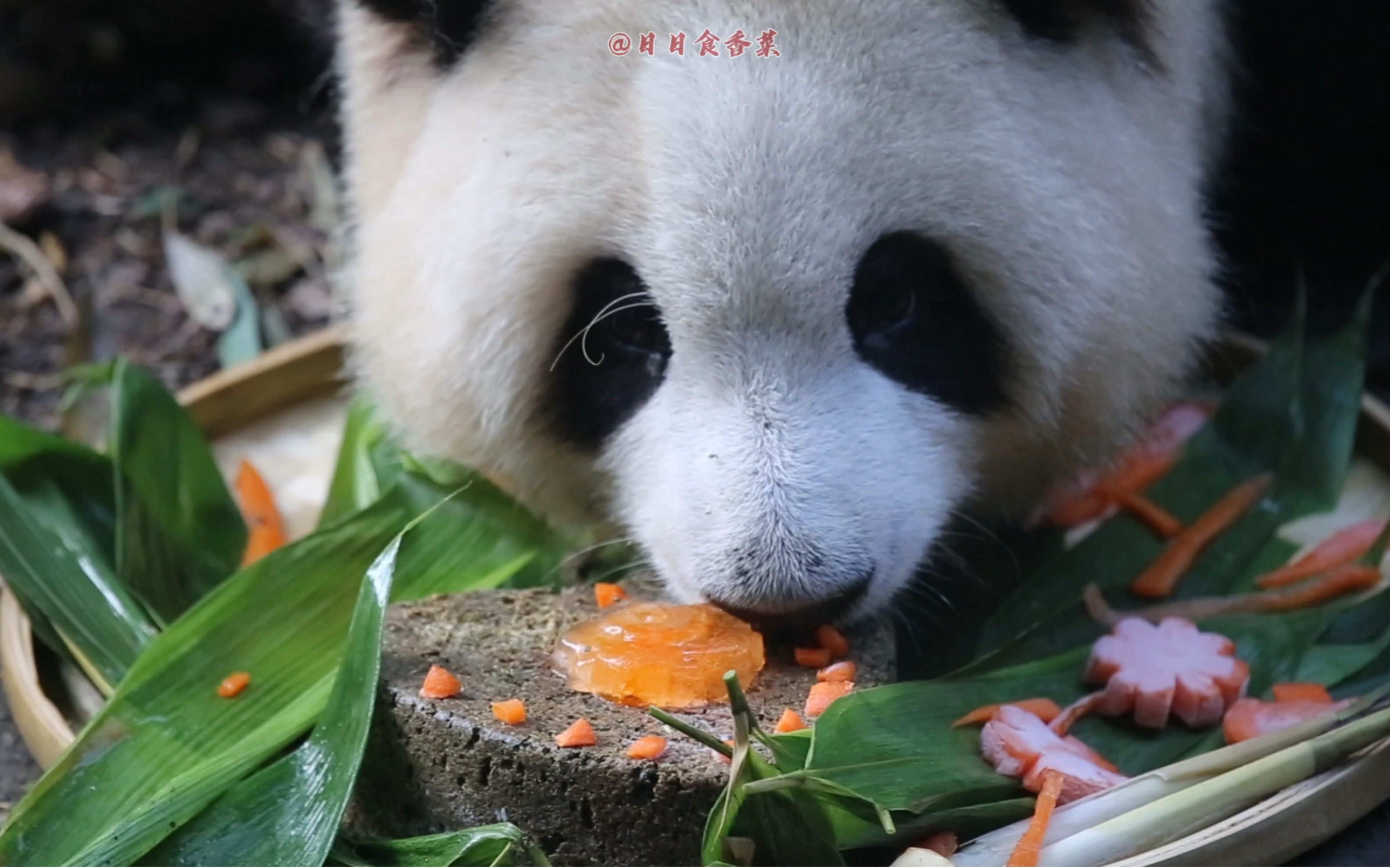 【大熊猫和花】花花的独享时光 优雅～实在是太优雅了