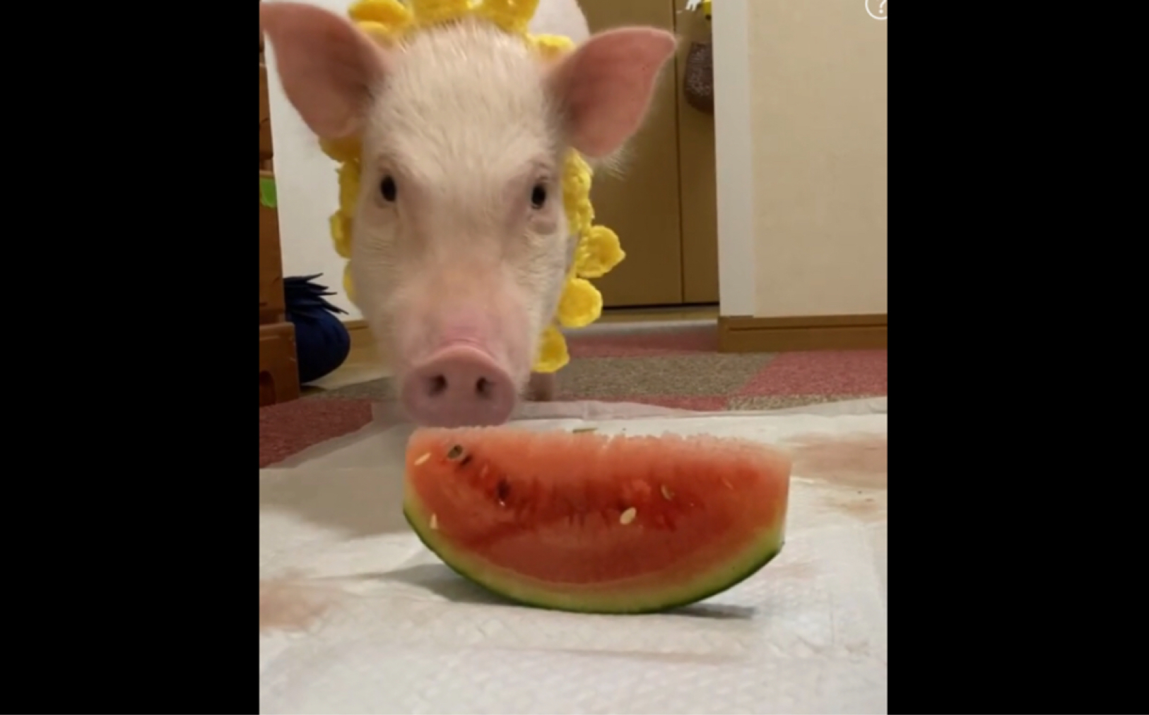 猪猪吃西瓜,连皮都不浪费