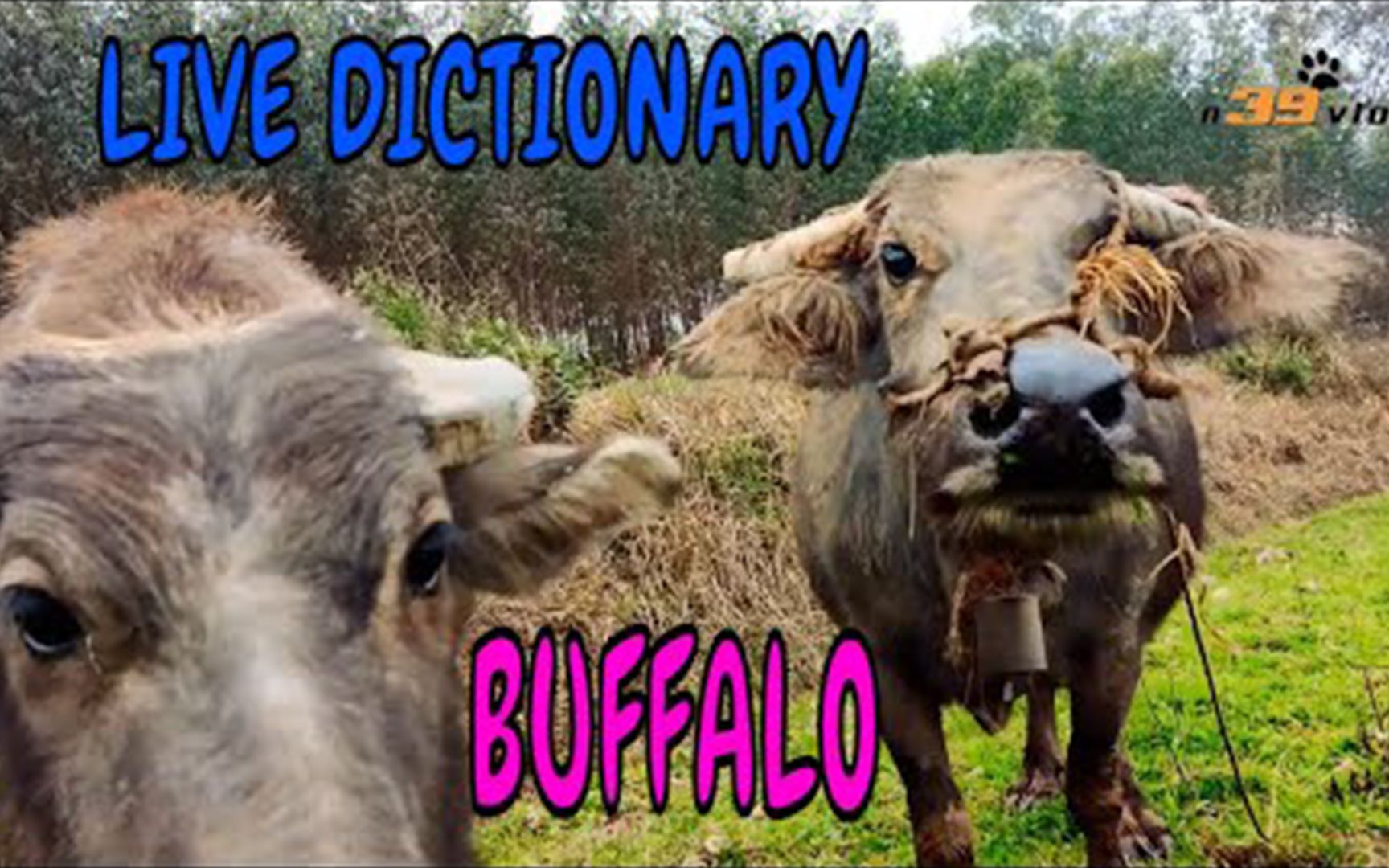 [图]现场词典 - 动物镜头 ~ BUFFALO（水牛）