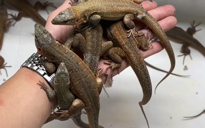 活动  大号麻蜥plus 巨人加纳利蜥 寿命超长的蜥蜴