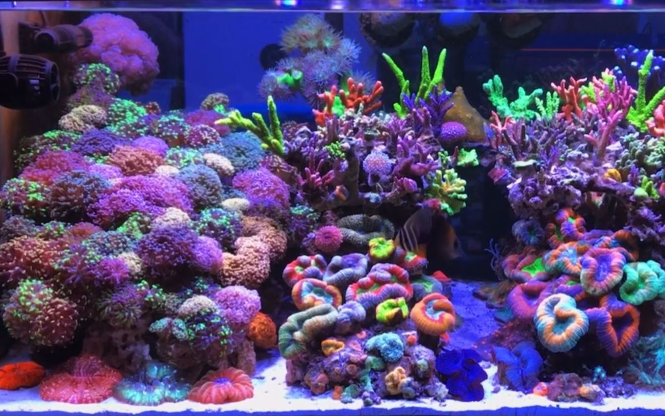 海水缸—Is this the World's Most Expensive Private Reef Tank Setup?哔哩哔哩bilibili