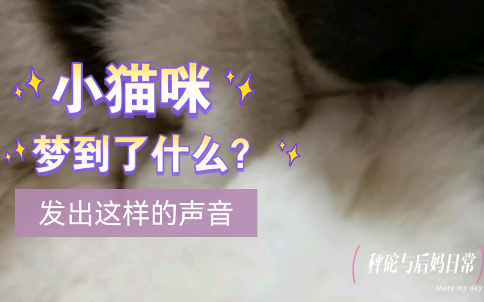 小猫咪睡着了会发出这样的声音?这是想妈妈了?哔哩哔哩bilibili