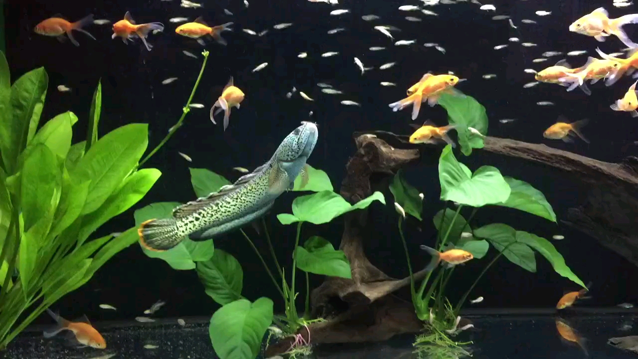 巴卡雷龙造景环境