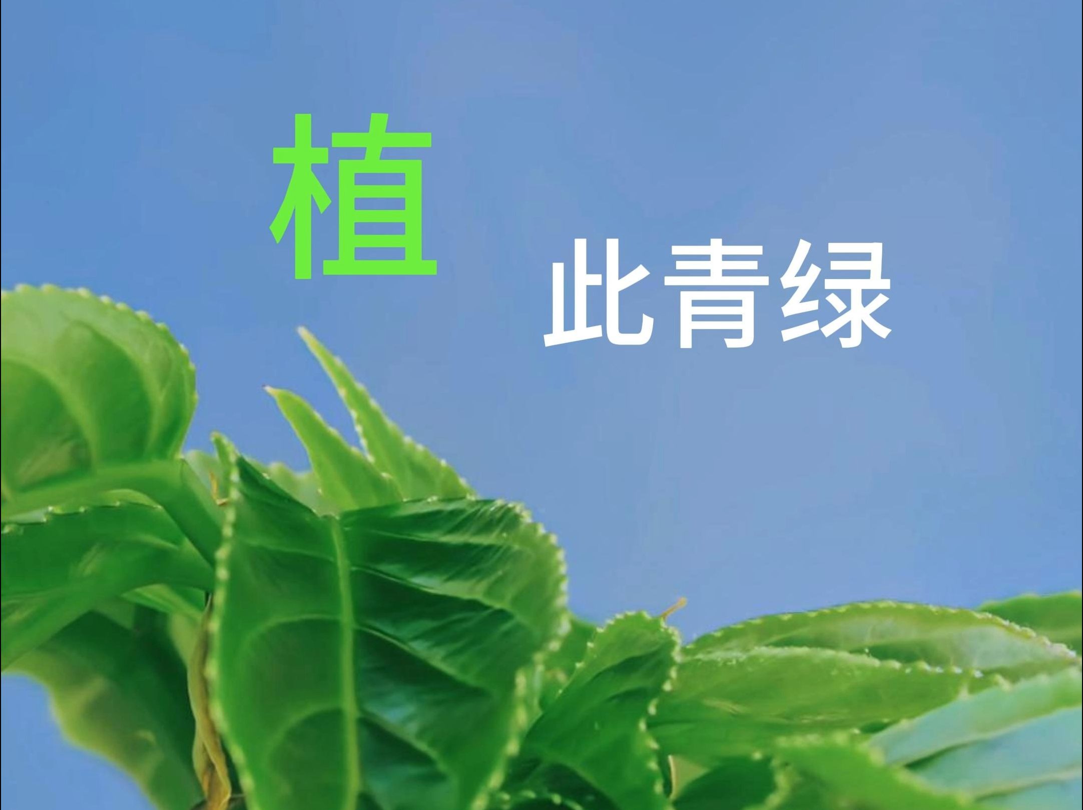 【原创】【延时摄影】每天来看一棵植物/秋枫哔哩哔哩bilibili