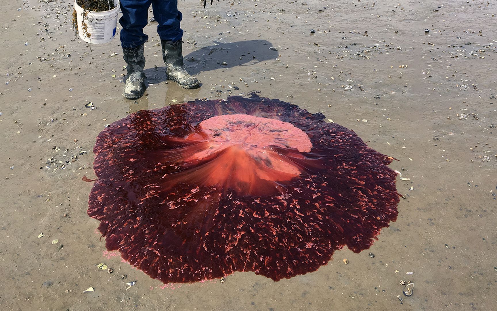 巨型红色物体现身海滩,专家警告人们不要去碰,这种生物极度危险哔哩哔哩bilibili