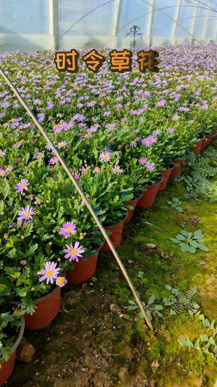 时令草花图片大全图片