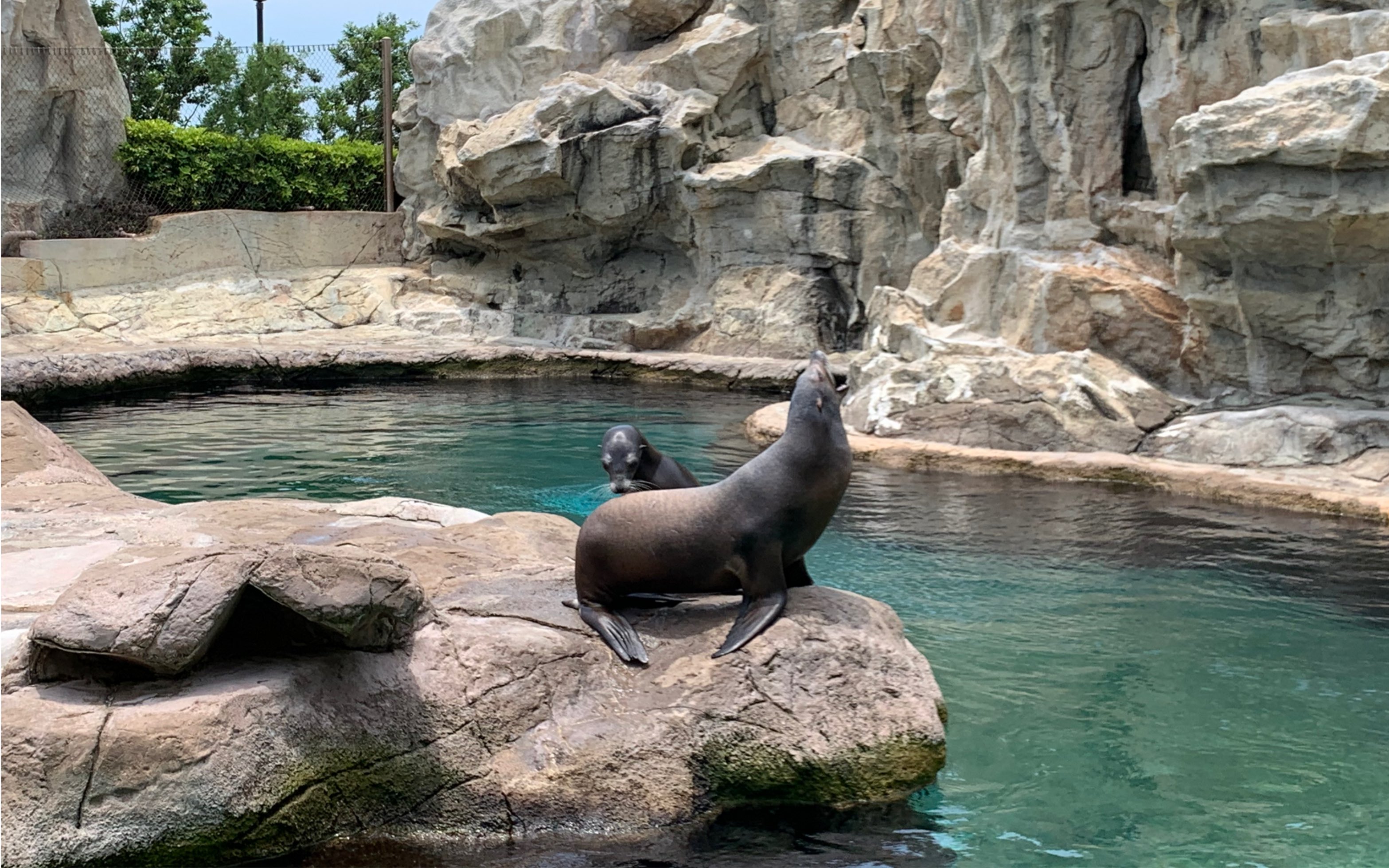 海洋公园肥肥的海豹,跳起来像肥版的美人鱼,也太太太可爱了