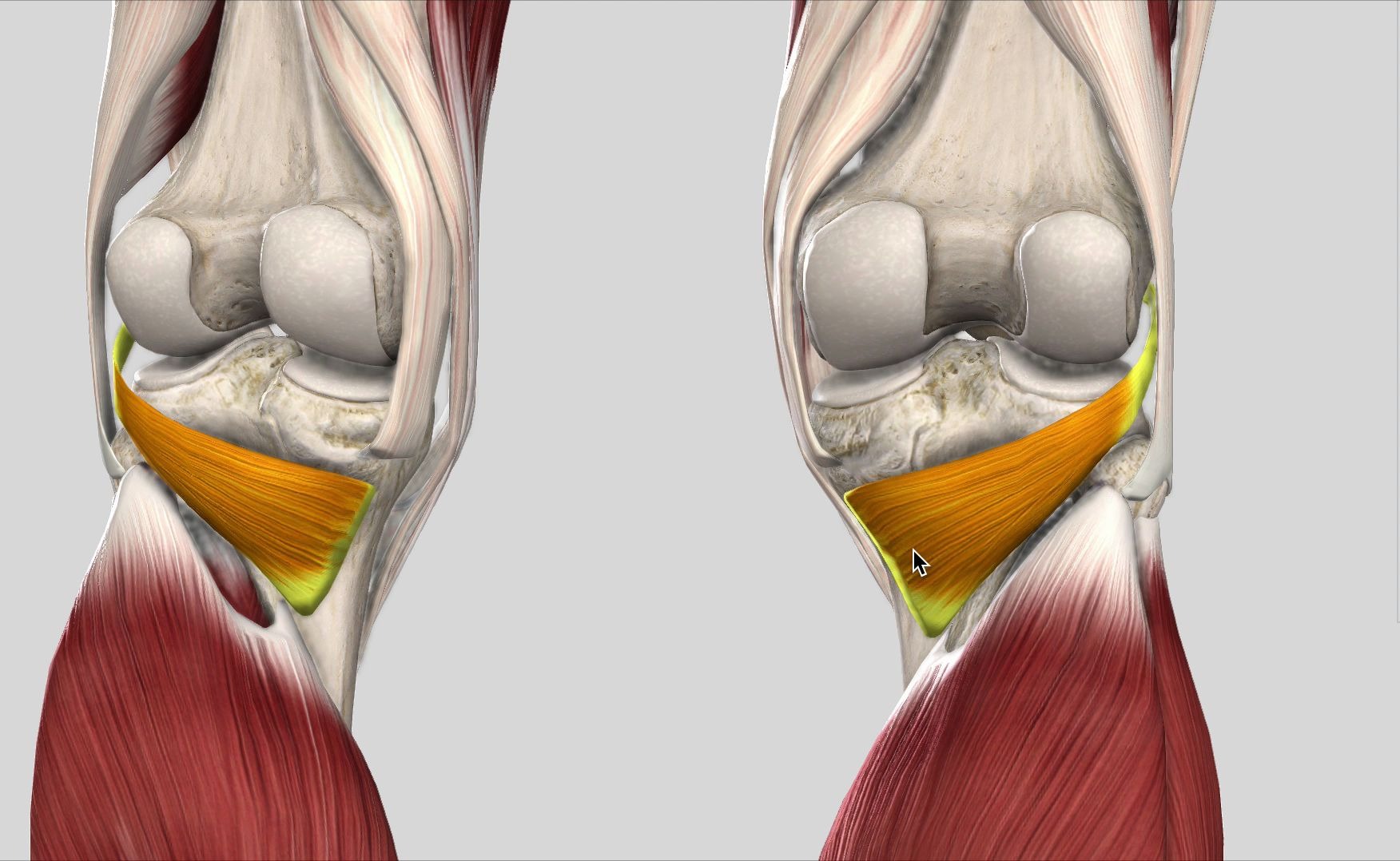 每日一肌腘肌打篮球踢足球膝盖痛的重要肌肉还是膝关节后方最深最小