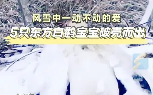 Tải video: 风雪中一动不动的爱 5只东方白鹳宝宝破壳而出丨大河之洲