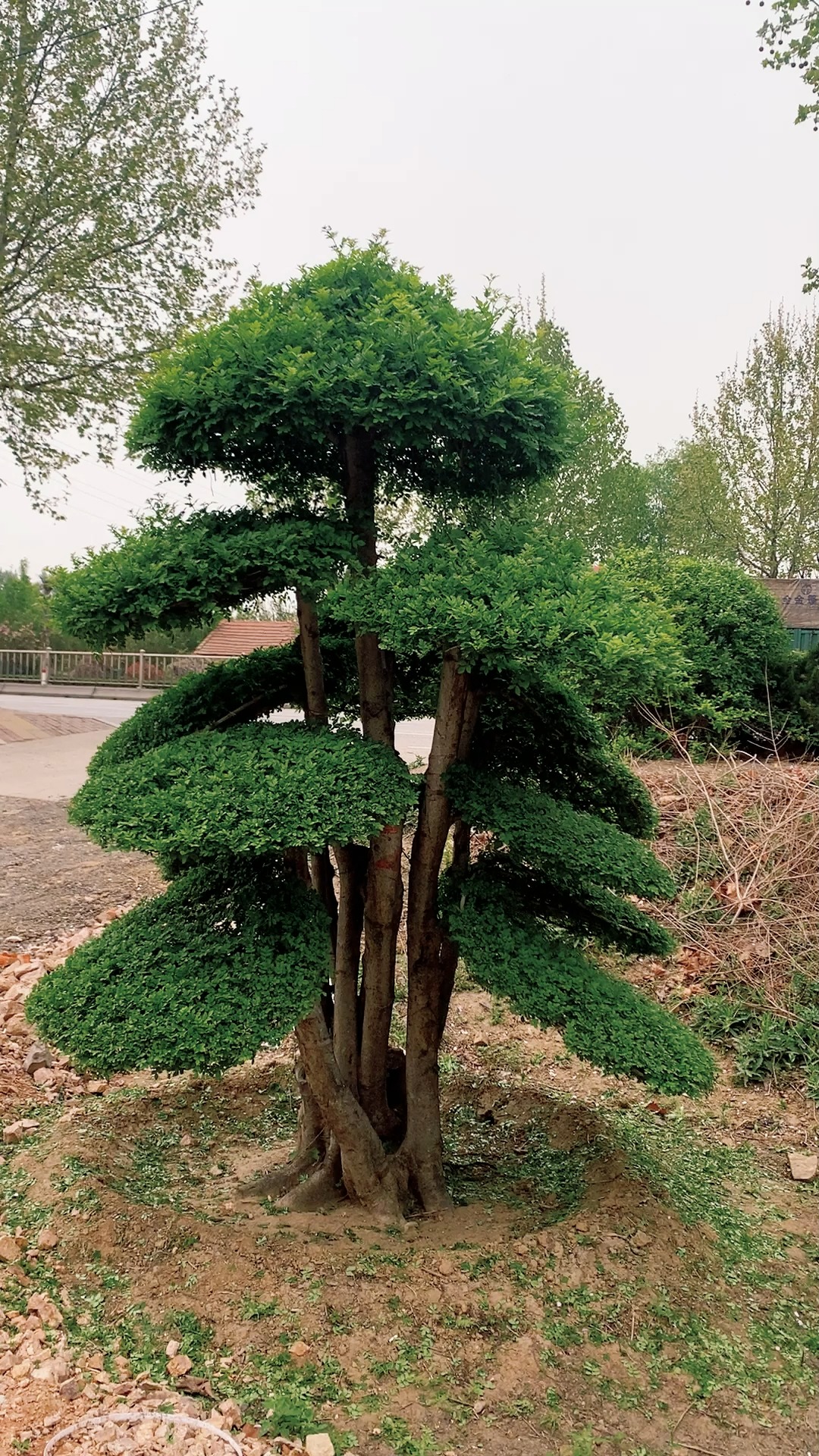 白蜡盆景独杆图片