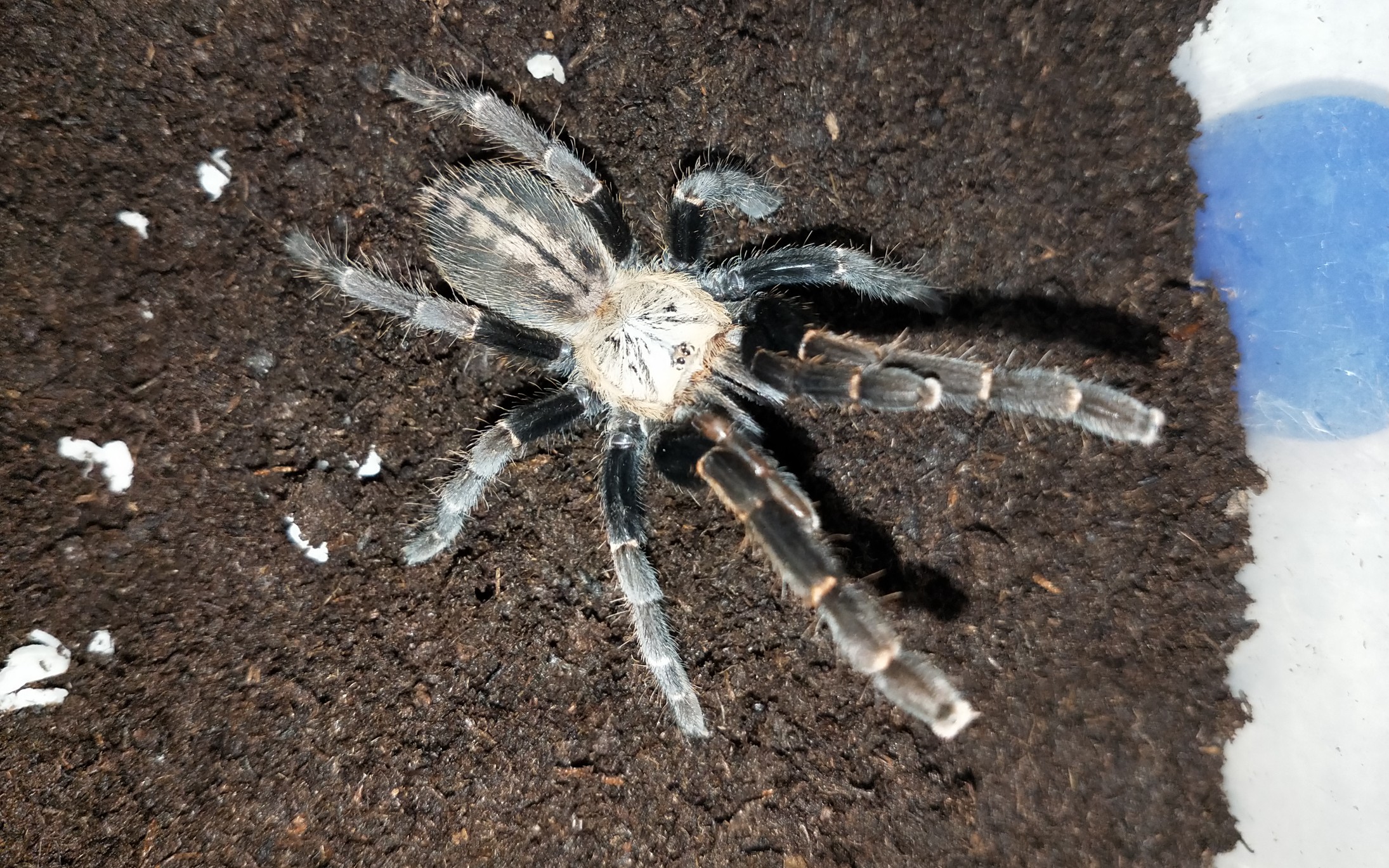 活动  【最大地老虎】成年足展最大地老虎-巴赫马地老虎开箱