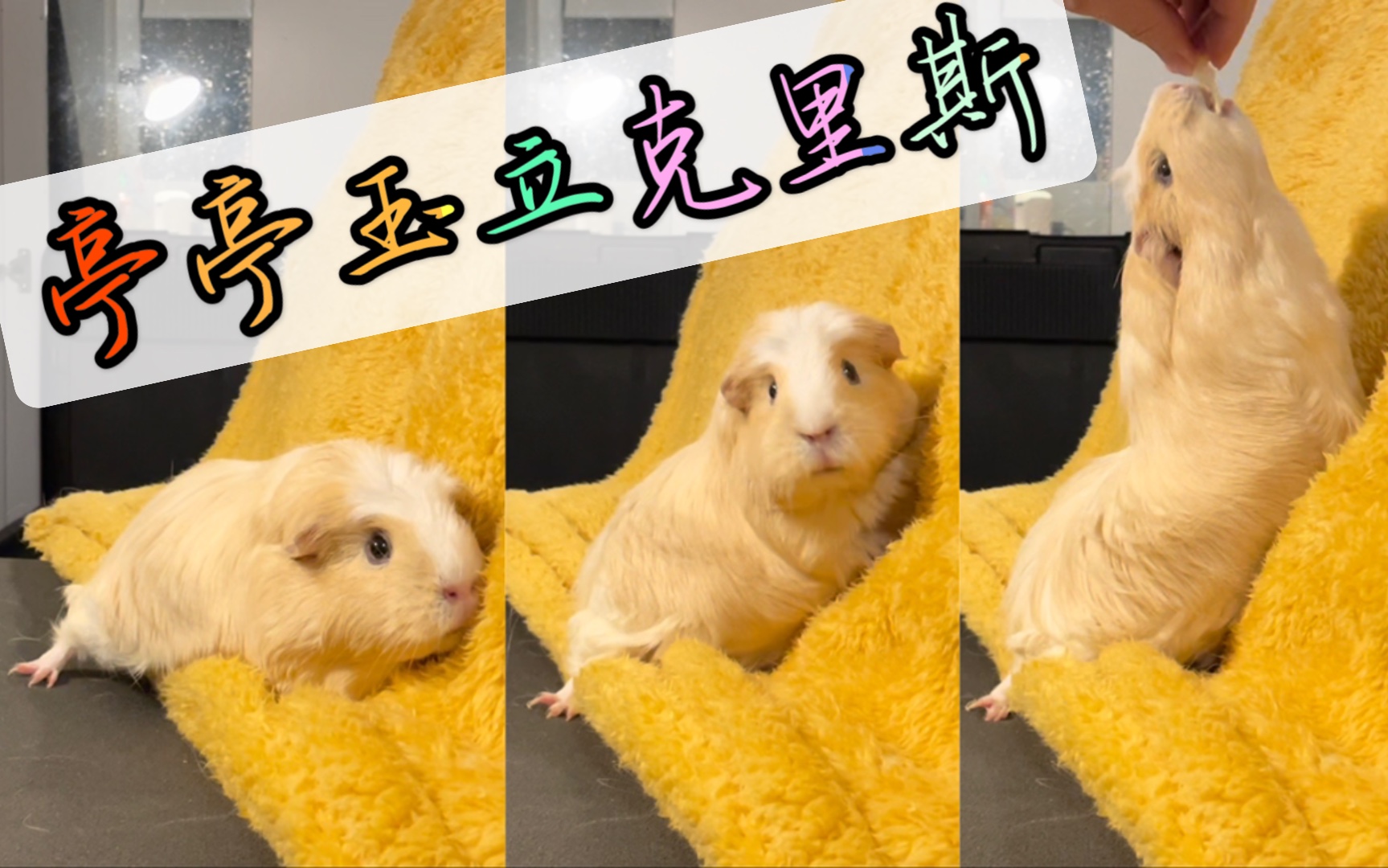 活动  亭亭玉立仙女猪【荷兰猪】