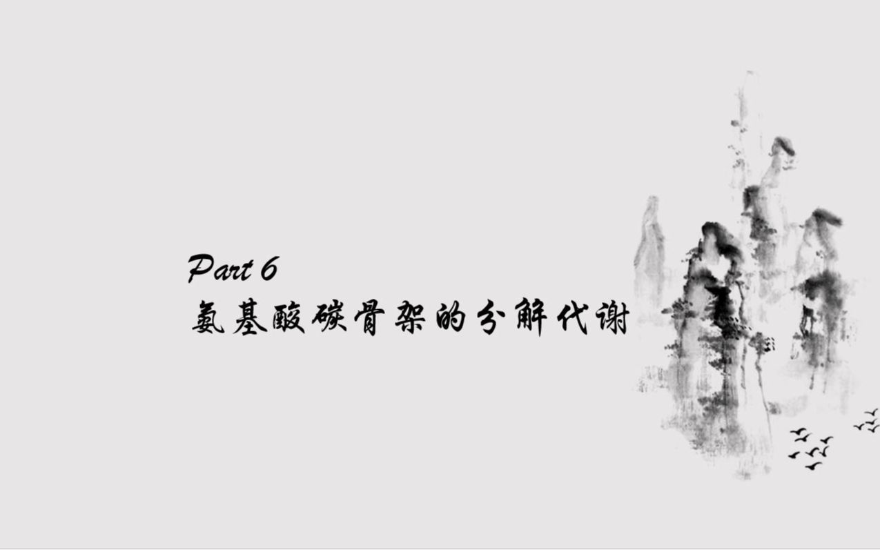 蛋白质分解代谢之氨基酸碳链骨架的分解代谢哔哩哔哩bilibili