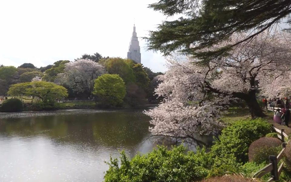 【超清日本】漫步东京新宿御苑 满开的樱花 (2023.
