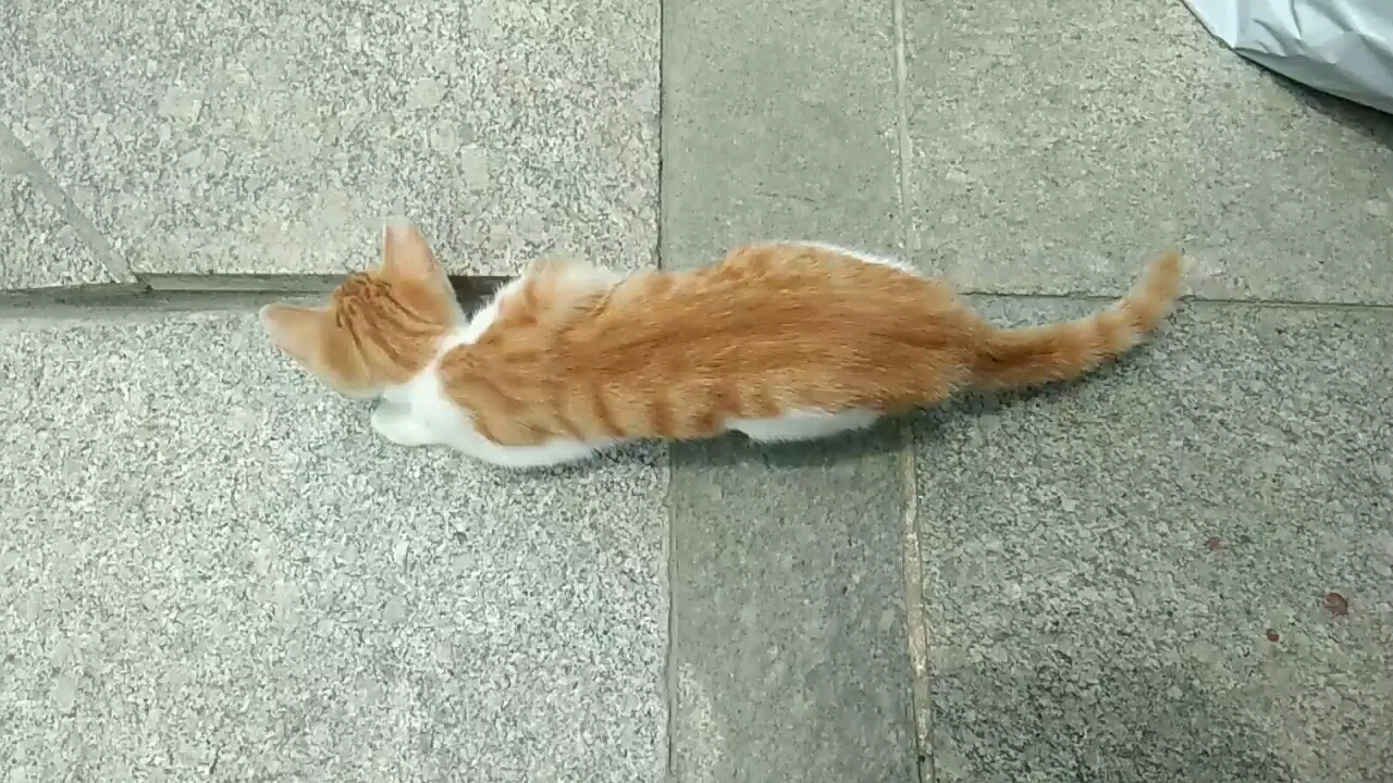 橘猫害怕又好奇匍匐前进的喵喵