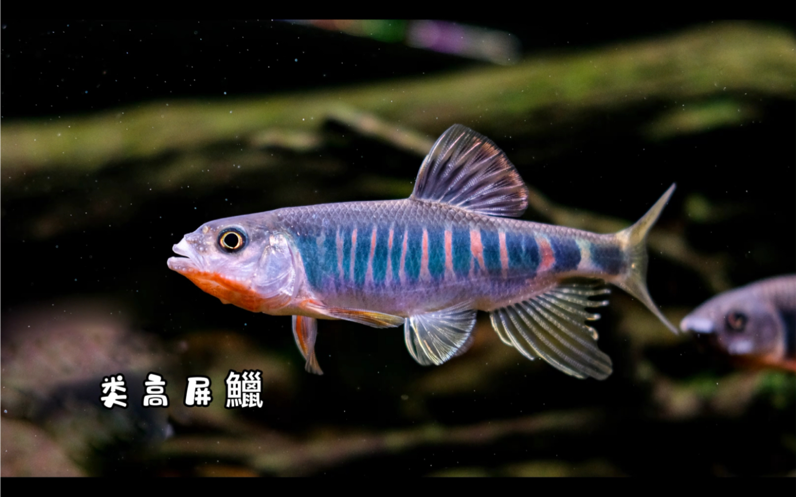 给鱼拍拍照,哪种鱼最好看?