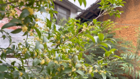 [图]人闲桂花落，夜静春山空。月出惊山鸟，时鸣春涧中。又是昔日花草间，不见以往断肠人！