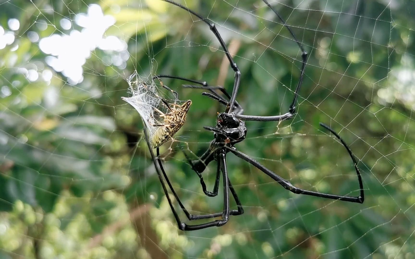 蜘蛛捕食臭屁虫_哔哩哔哩_bilibili