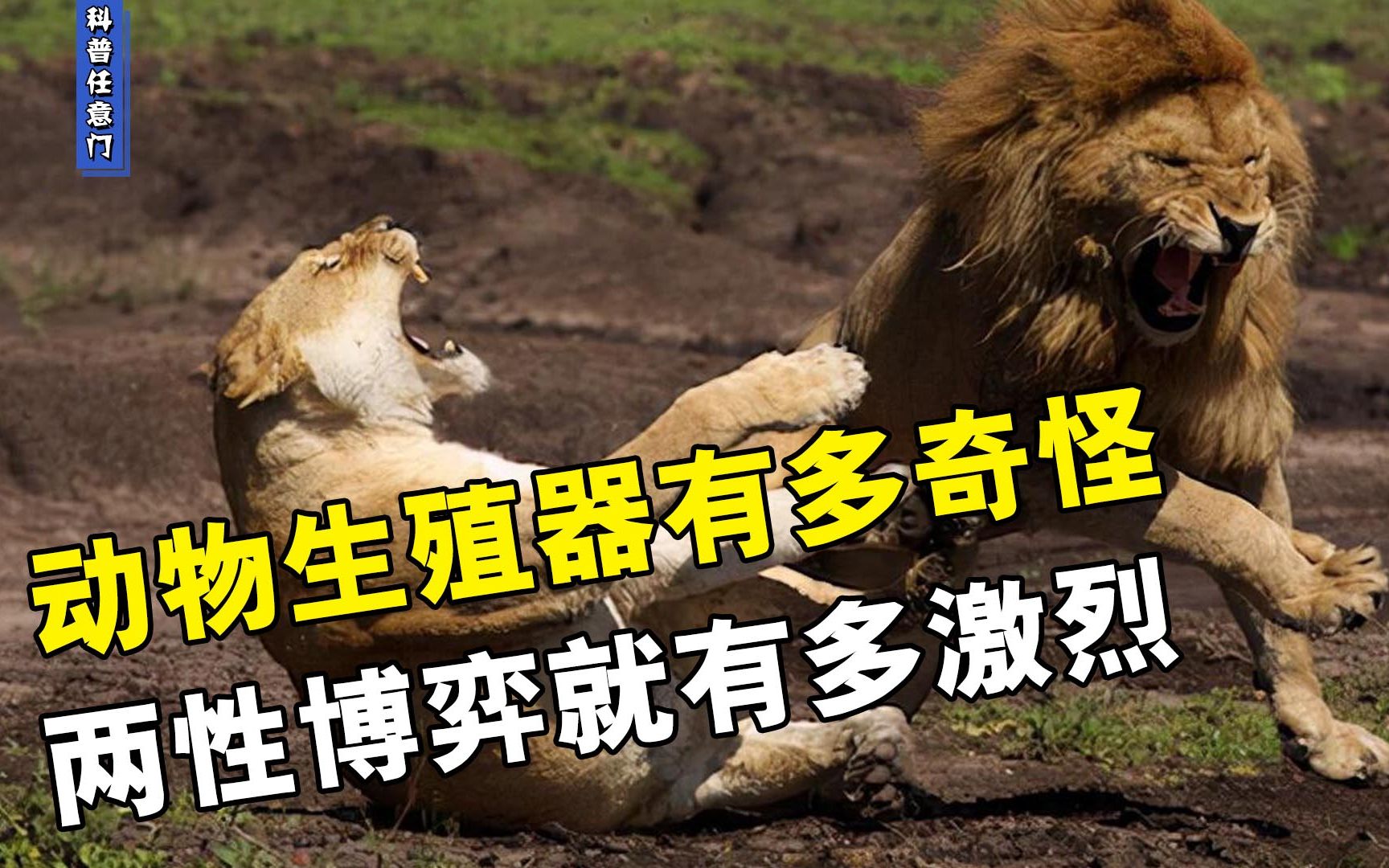 动物的生殖器形状为何千奇百怪,雄性和雌性的博弈,究竟有多激烈?