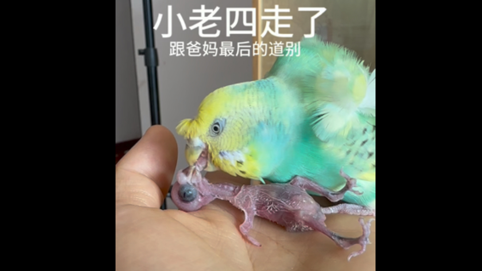 生离死别…哔哩哔哩bilibili