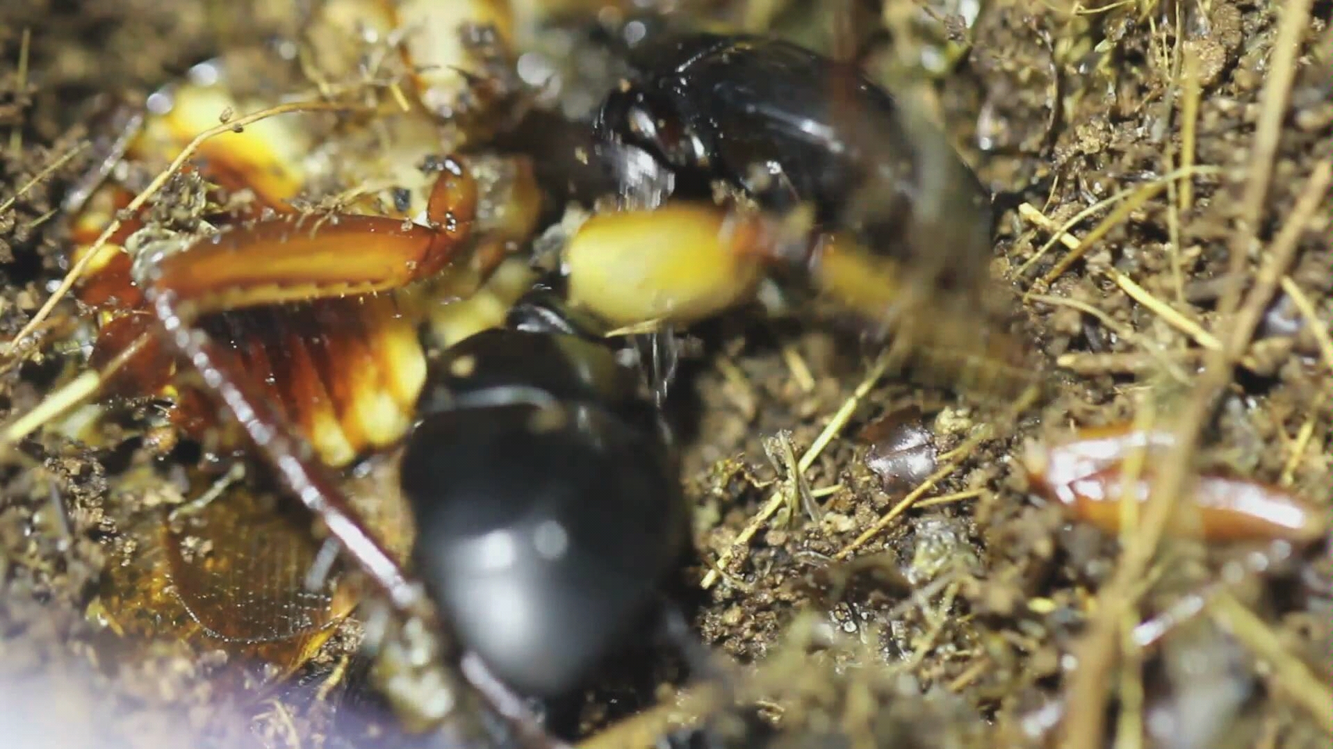 大型黑色阎甲聚集分尸美洲大蠊