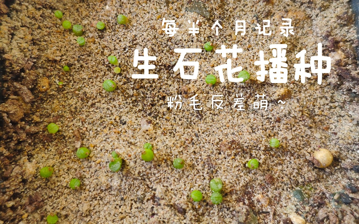 生石花播种系列4月6日发芽率20小小的好可爱
