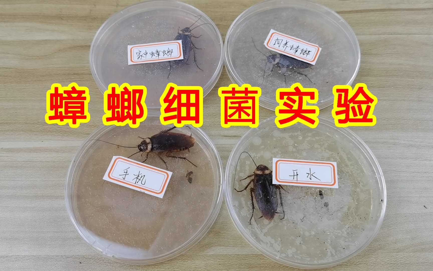 【实验】蟑螂真的百毒不侵吗?蟑螂细菌实验!哔哩哔哩bilibili