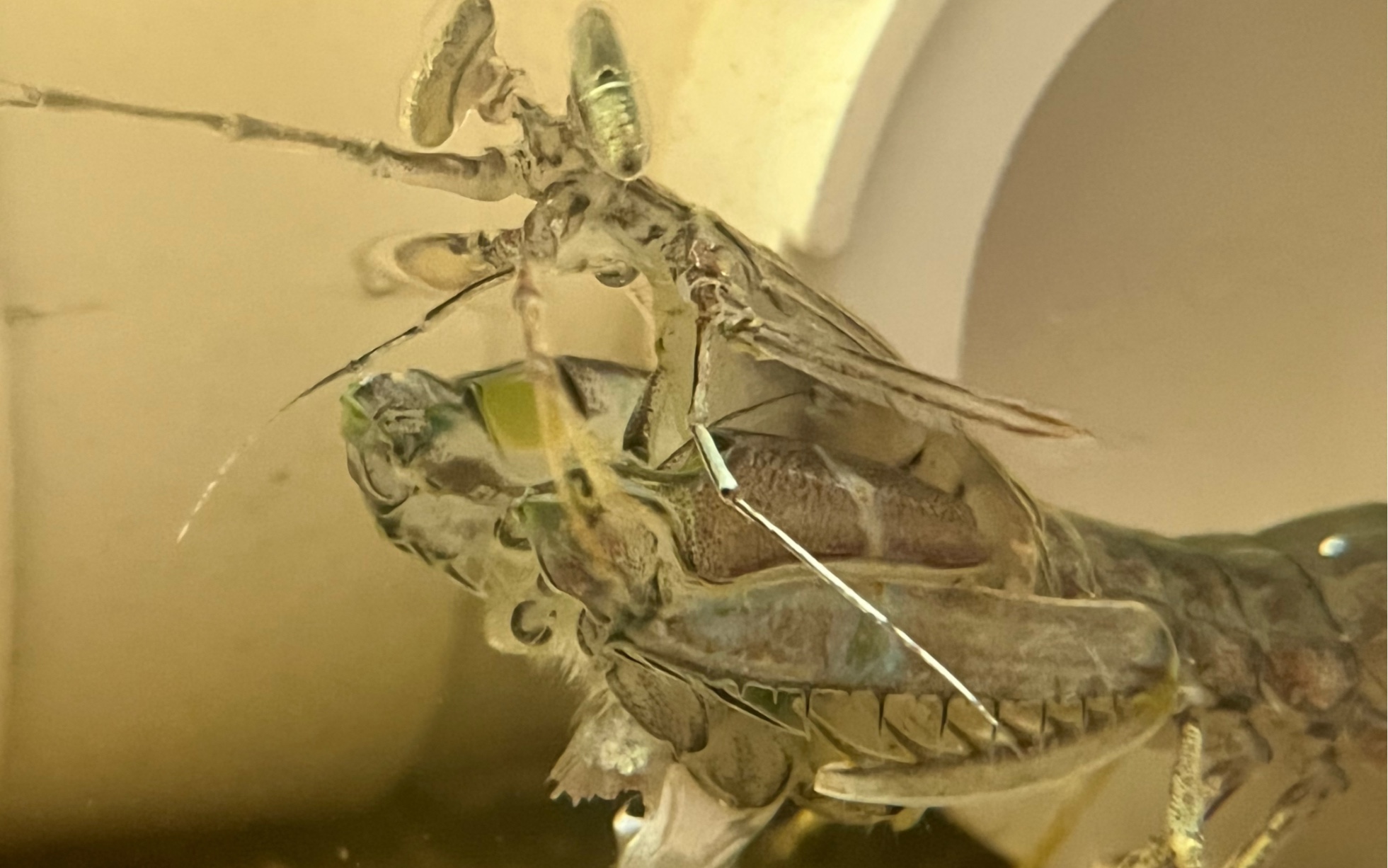 棘突猛虾蛄吃饱饱_哔哩哔哩_bilibili