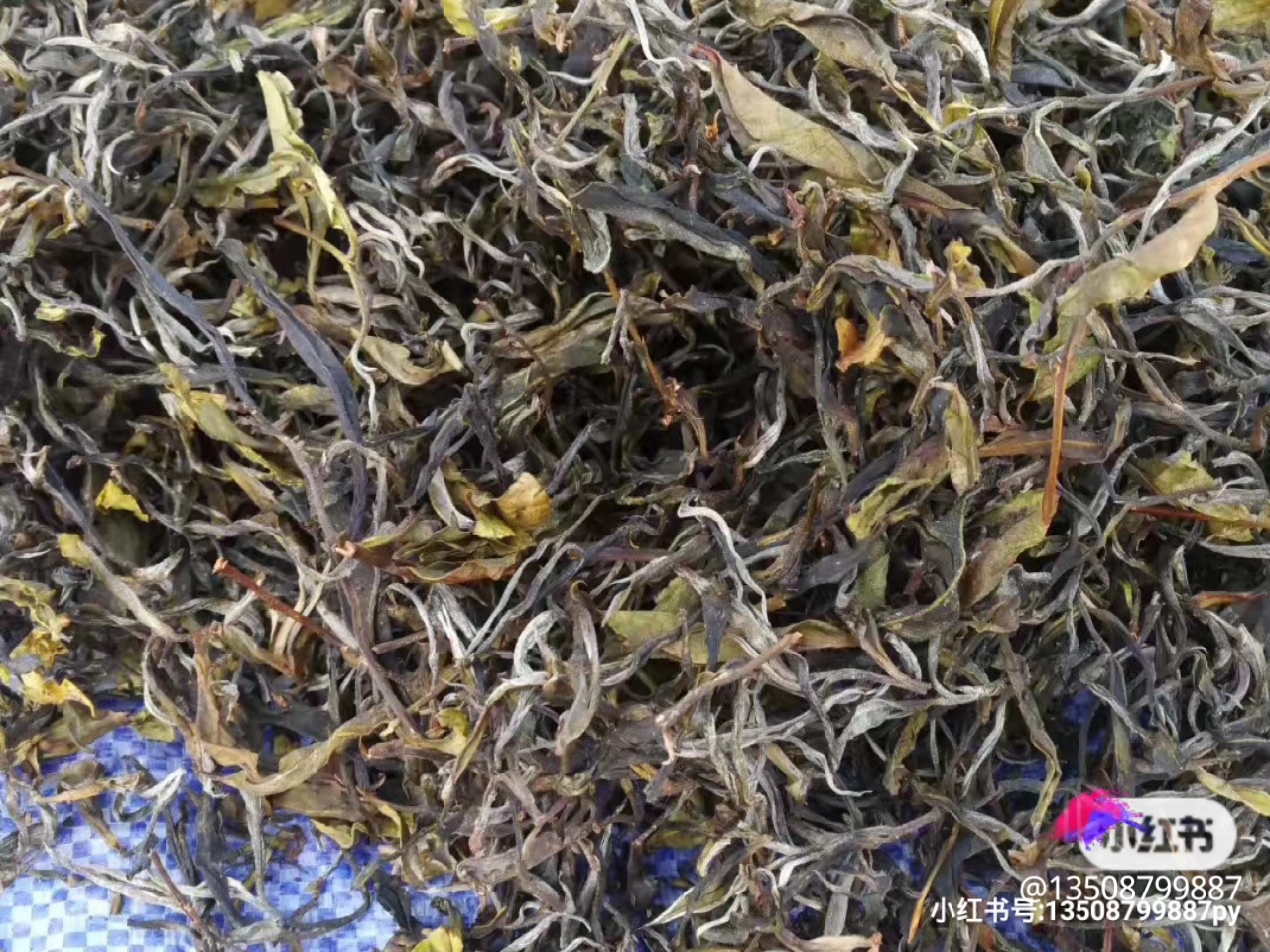 老挝古树茶