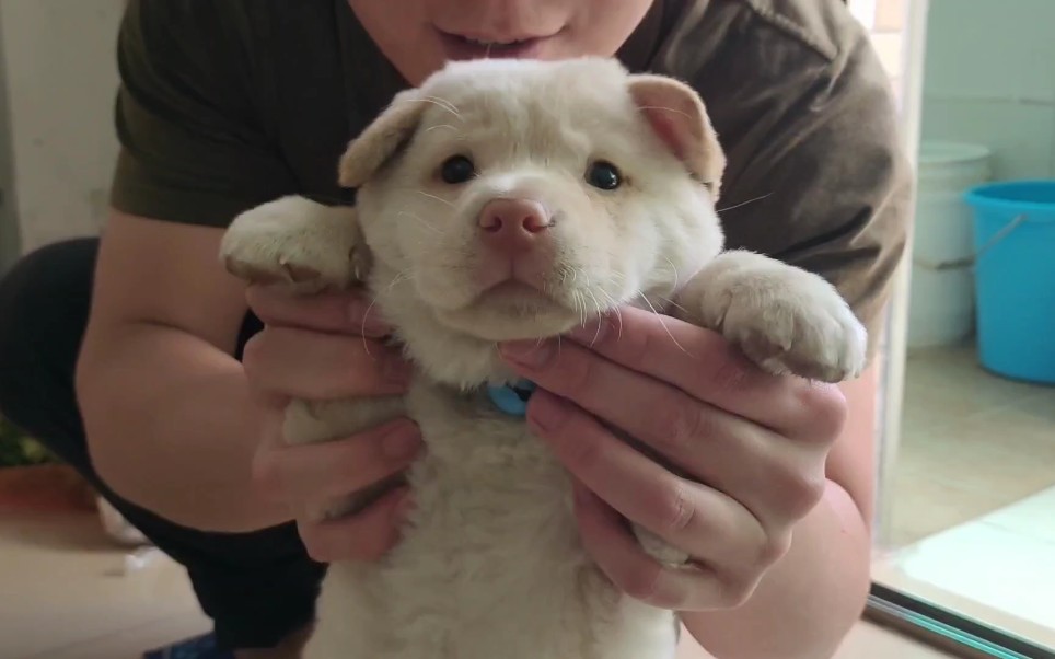 50公里去接40天大的潮汕五赤/红犬,刚回家就咬主人鞋子,一点也不认生