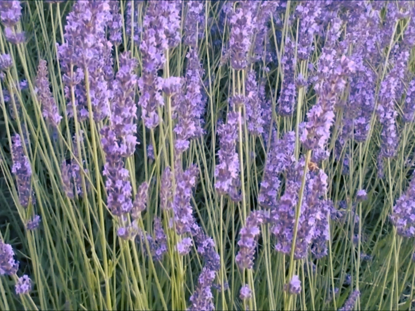 (uhx12)紫色的薰衣草舞台背景素材