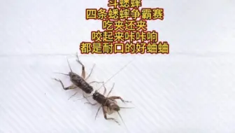 斗蟋蟀，四条蟋蟀争霸赛，吃夹还夹，咬起来咔咔响，都是好蛐蛐