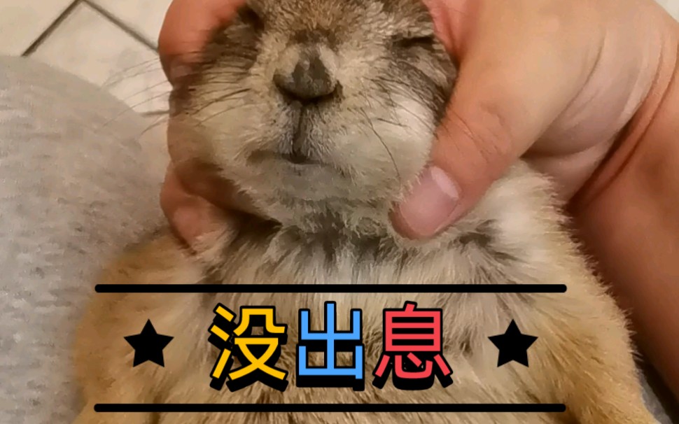 活动作品小石头bob就这点出息一挠肚皮就浑身瘫软