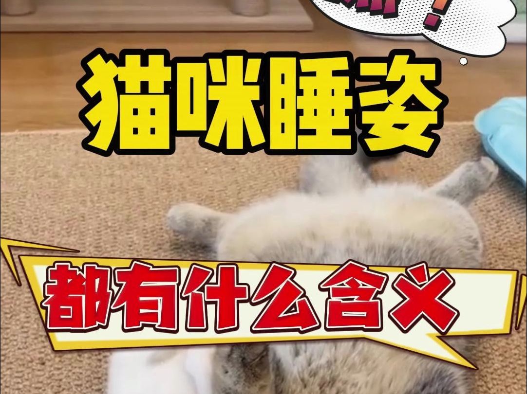 猫咪睡姿解析,你家猫是哪种?哔哩哔哩bilibili