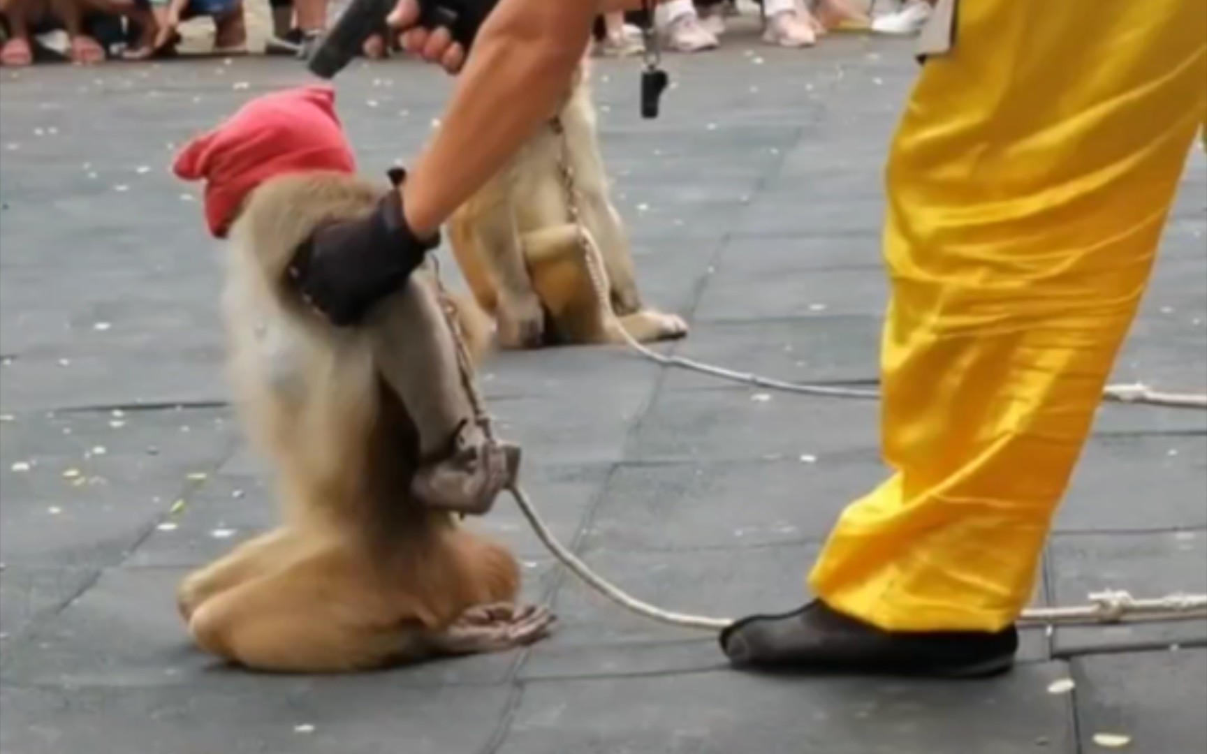 [图]猴戏上刑场节选