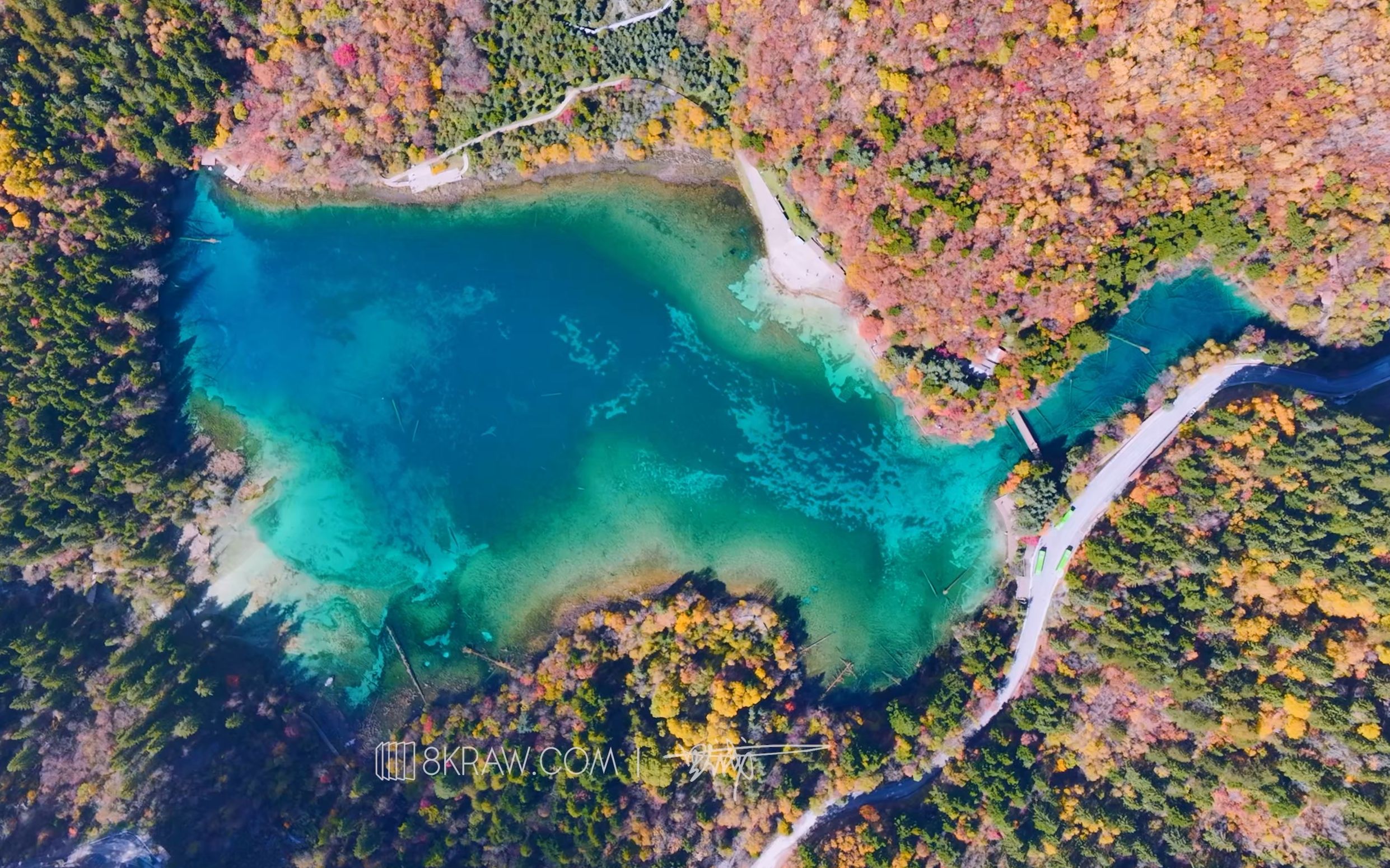 秋意渐浓-五花海诺日朗树正群海uhd4k sdr h265 25fps 10mbps