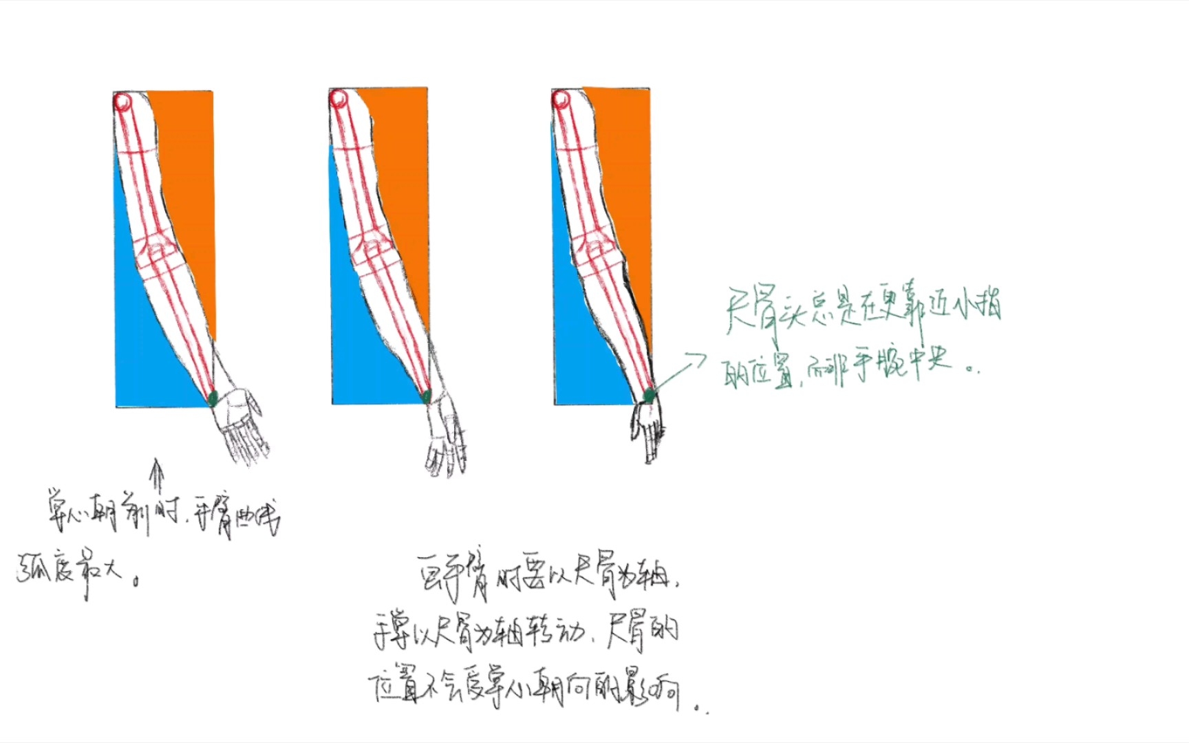 [图]《艺用动态解剖》12 控制手臂运动的骨骼二 学习自留