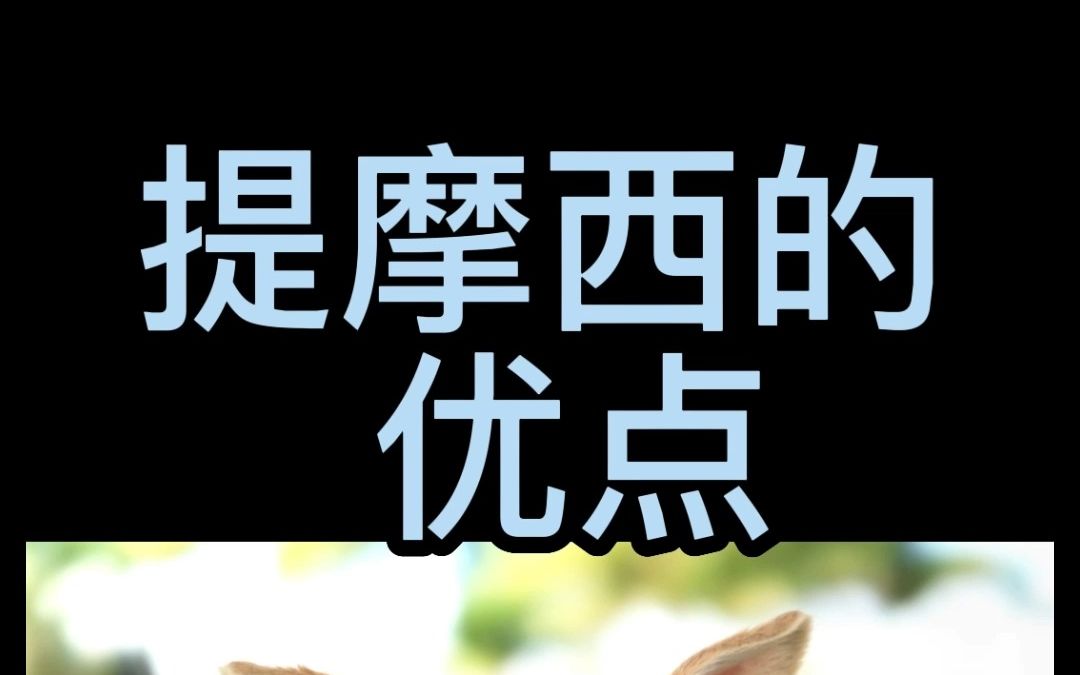 提摩西有什么优点?哔哩哔哩bilibili