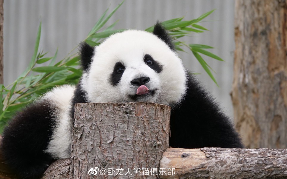 【大熊猫甜兜兜】这个熊仔两根笋笋就可以骗走哦!_哔哩哔哩_bilibili