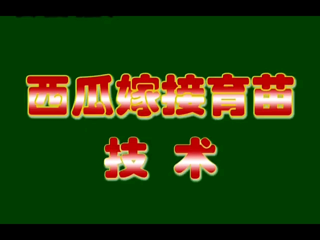 [图]西瓜嫁接育苗技术实操